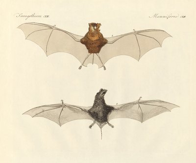 Morcegos javaneses (gravura colorida) de German School
