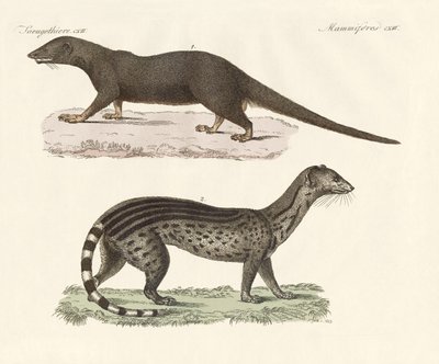Predadores javaneses (gravura colorida) de German School