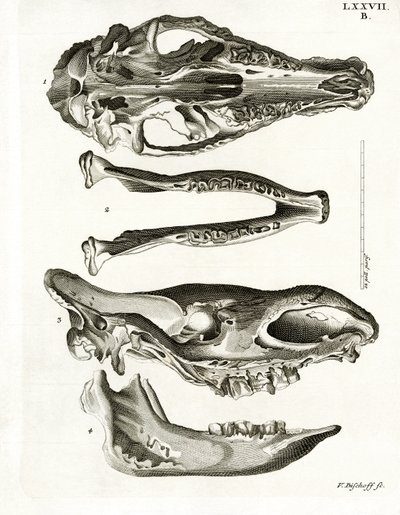 Jaw Bones (gravura colorida) de German School