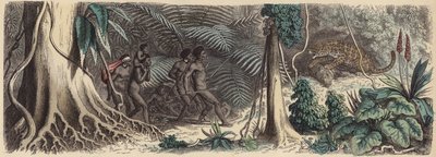 Jungle in Brazil (gravura colorida) de German School