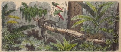 Jungle in Brazil (gravura colorida) de German School