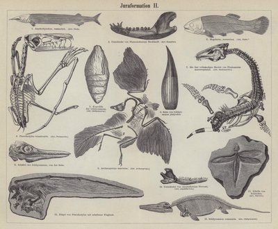 Fósseis jurássicos (gravura) de German School