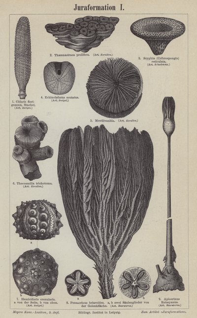 Fósseis jurássicos (gravura) de German School