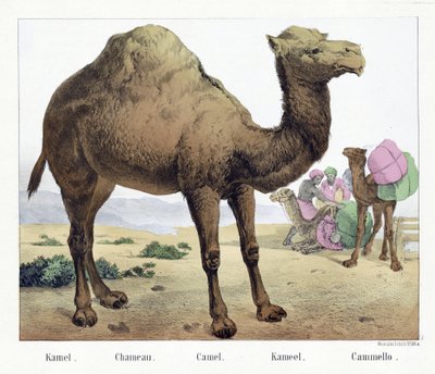 Kamel. / Chameau. / Camel. / Kameel. / Cammello, pub. Meados do século XIX (litografia colorida à mão) de German School