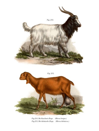 Cabra da Caxemira, 1860 de German School