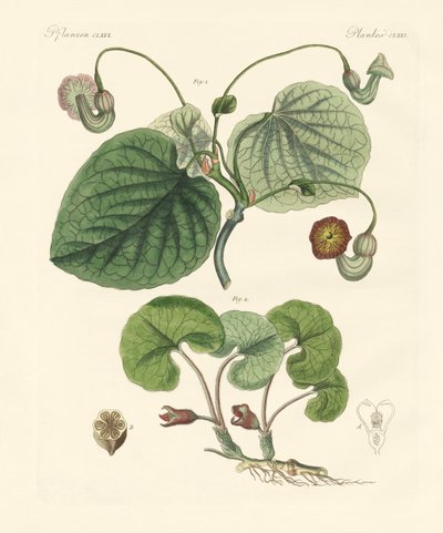 Tipos de plantas aristolíquias (gravura colorida) de German School