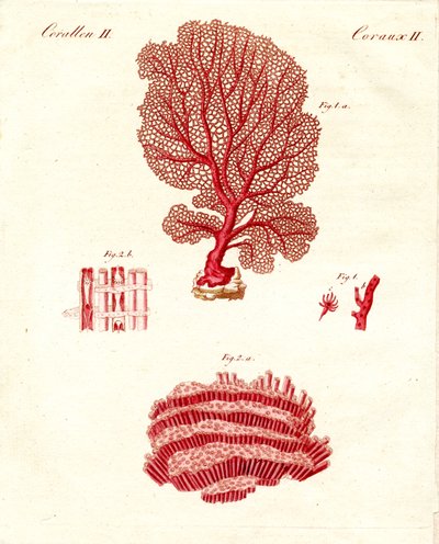 Tipos de corais (gravura colorida) de German School
