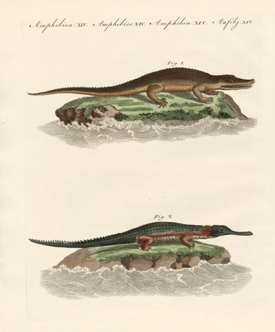 Tipos de crocodilos de German School