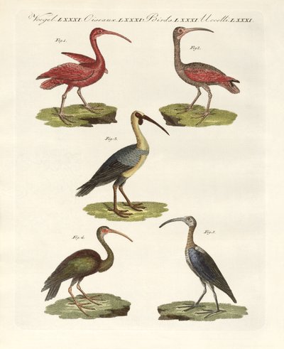 Tipos de ibis (gravura colorida) de German School