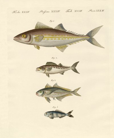 Tipos de cavala de German School