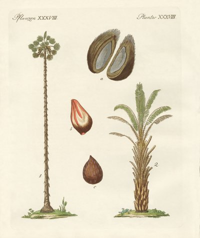 Tipos de palmas de German School