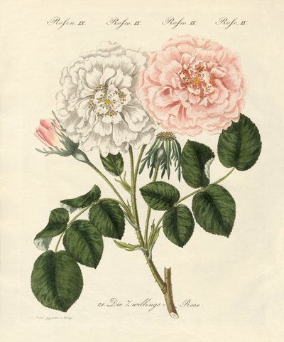 Tipos de rosas (gravura colorida) de German School