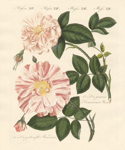 Tipos de rosas (gravura colorida) de German School