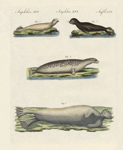 Tipos de selos (gravura colorida) de German School