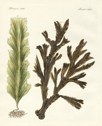 Tipos de algas marinhas (gravação colorida) de German School