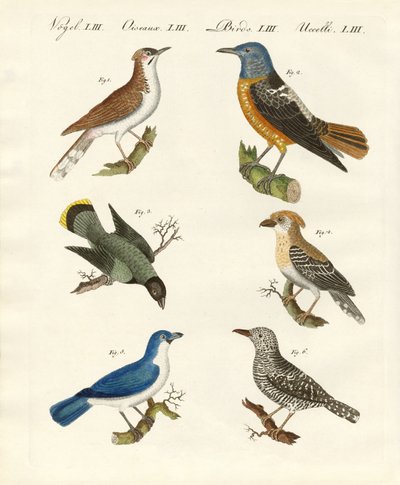 Tipos de shrikes - ou shrikes de dorso vermelho de German School