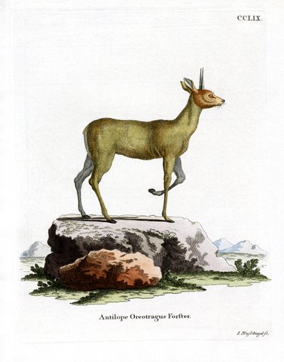 Klipspringer (gravação a cores) de German School