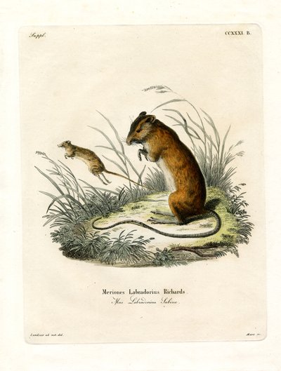 Labrador Jumping Mouse (gravação a cores) de German School