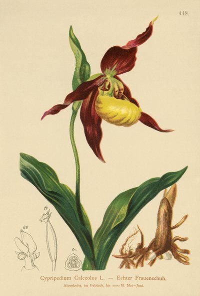 Ladys Slipper (Cypripedium Calceolus) de German School