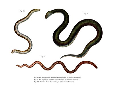 Cobra de cauda grande (cor litho) de German School