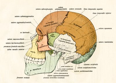 Diagrama Lateral dos Ossos do Crânio Humano de German School