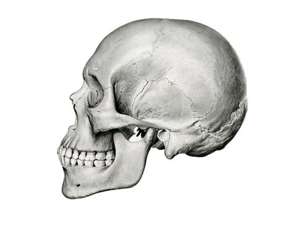 Visão Lateral do Crânio Humano de German School