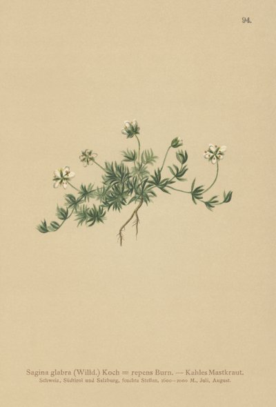 Pearlwort de relva (Sagina glabra, Sagina repens) de German School