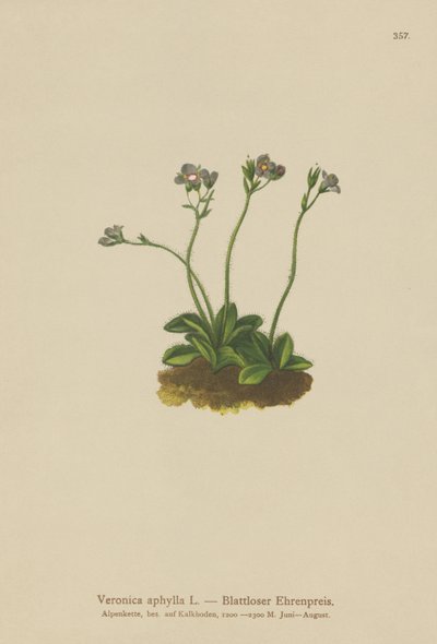 Speedwell com folhas sem folhas (Veronica aphylla) de German School
