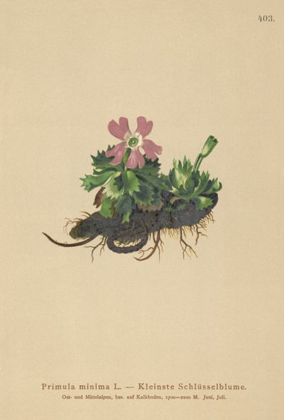 Menos de prímula (Primula menos daisy Auriculastra, primavera Primula) de German School