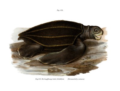 Leatherback Seaturtle (cor litho) de German School