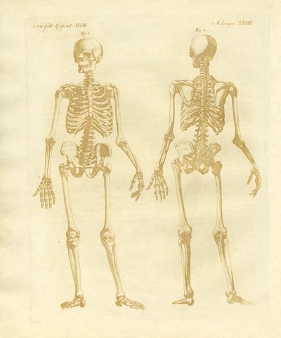 Estrutura de pernas de corpos humanos de German School