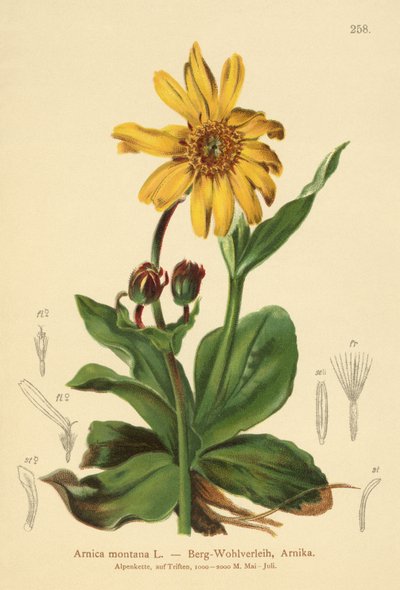 Leopardos-bane (Arnica montana) de German School
