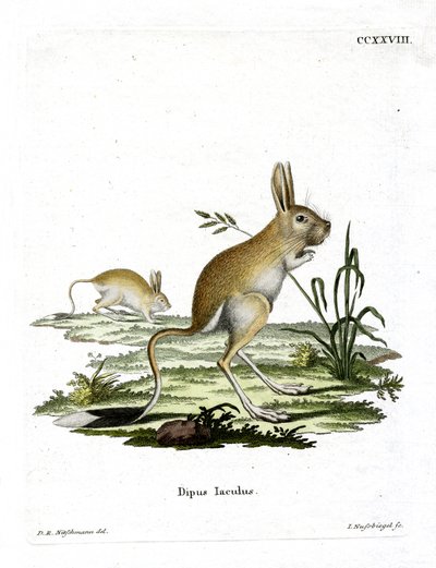 Menor Jerboa egípcia (gravura colorida) de German School
