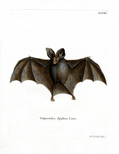 Morcego Vampiro Falso Menor (gravura colorida) de German School