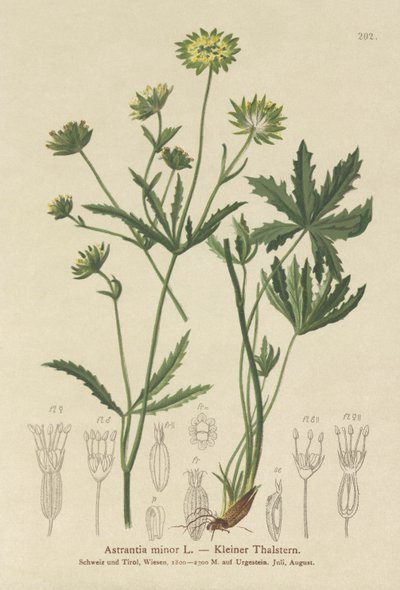 Lesser Masterwort (Astrantia minor) de German School