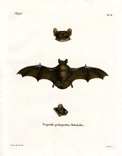 Morcego Noctule menor (gravura colorida) de German School