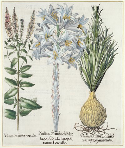 Lírio: 1.Sultan Zambach Martagon Constantinopolitanum folhoso albo 2.Veronica recta carnlea 3.Bulbus Sultan Zambach cuminfeunipartecaulis, de Hortus Eystettensis por Basil Besler (1561-1629), pub. 1613 de German School