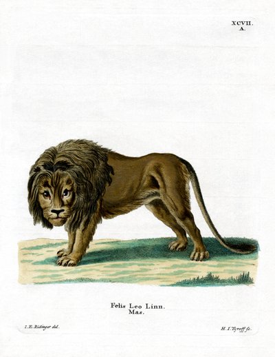 Leão (gravura colorida) de German School