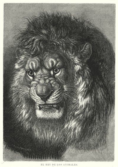 Leão: rei dos animais (litho) de German School