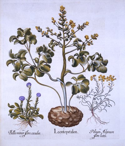 Folha dos leões e flores alpinas, de Hortus Eystettensis, por Basil Besler (1561-1629), bar. 1613 (gravura colorida à mão) de German School
