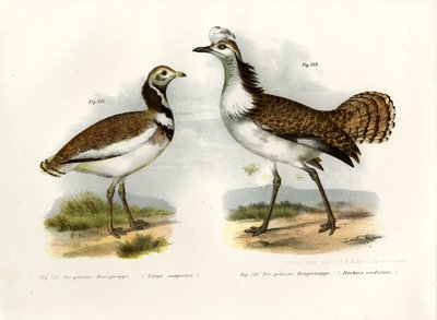 Abetarda, 1864 de German School