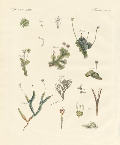 Fígados (gravura colorida) de German School