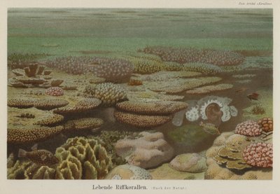 Corais de recife vivos (cor litho) de German School