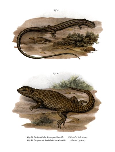 Lagarto (cor litho) de German School
