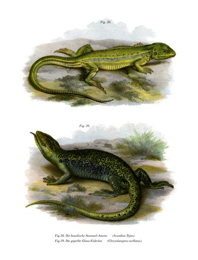 Lagarto (cor litho) de German School
