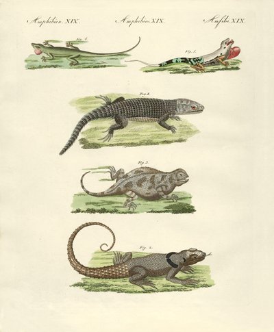 Lagartos (gravura colorida) de German School