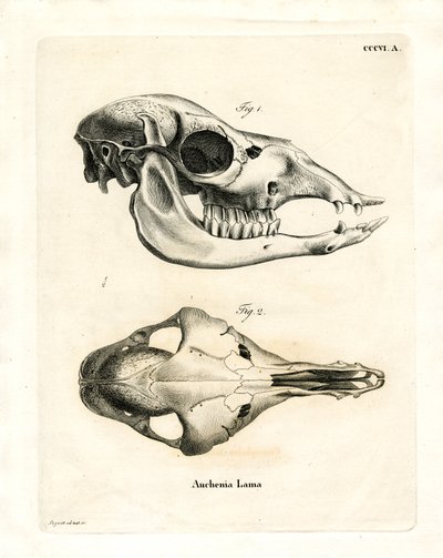 Llama Skull (gravura colorida) de German School