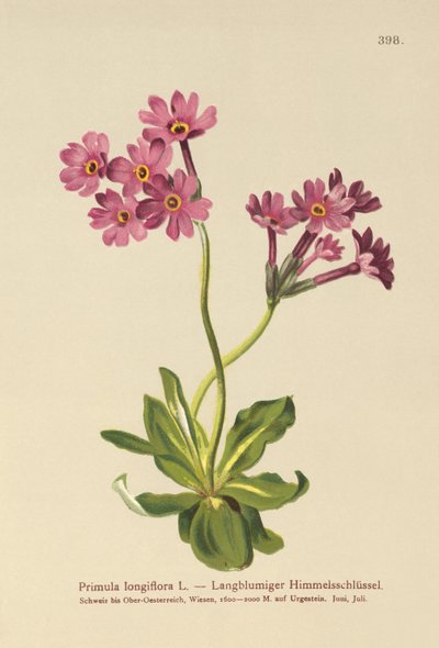 Prímula de flor longa (Primula longiflora) de German School