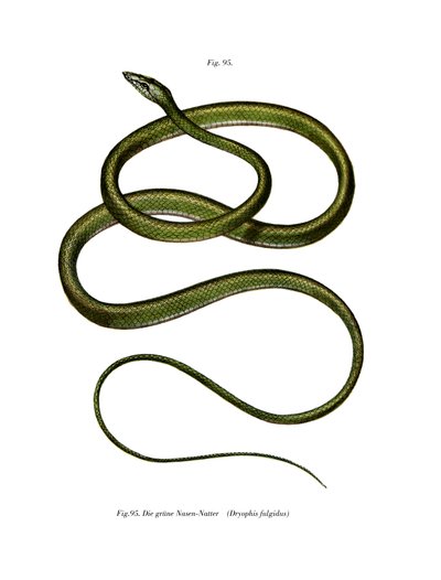 Serpente de nariz longo (cor litho) de German School