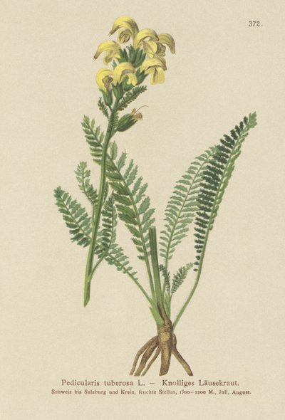 Lousewort amarelo de bico longo (Pedicularis tuberosa) de German School